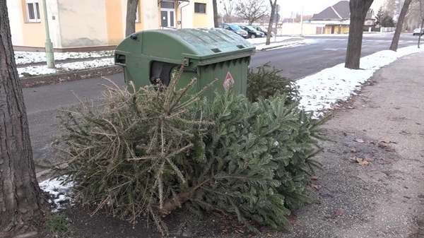 Hulladékszállítás és karácsonyfák begyűjtése Oroszlányban